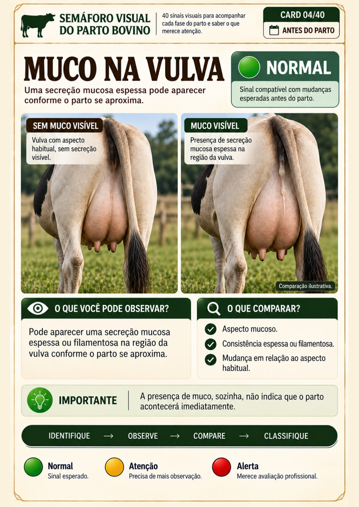 Página interna do Semáforo Visual sobre muco na vulva, classificada como Normal