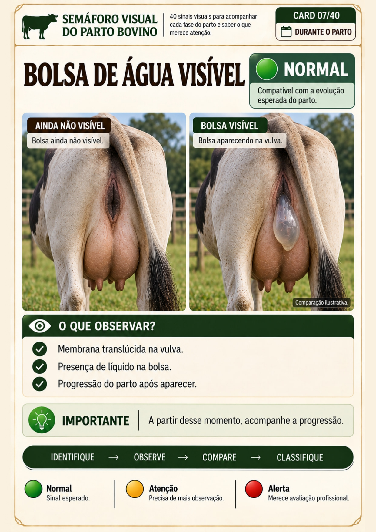 Página interna do Semáforo Visual sobre bolsa de água visível, classificada como Normal