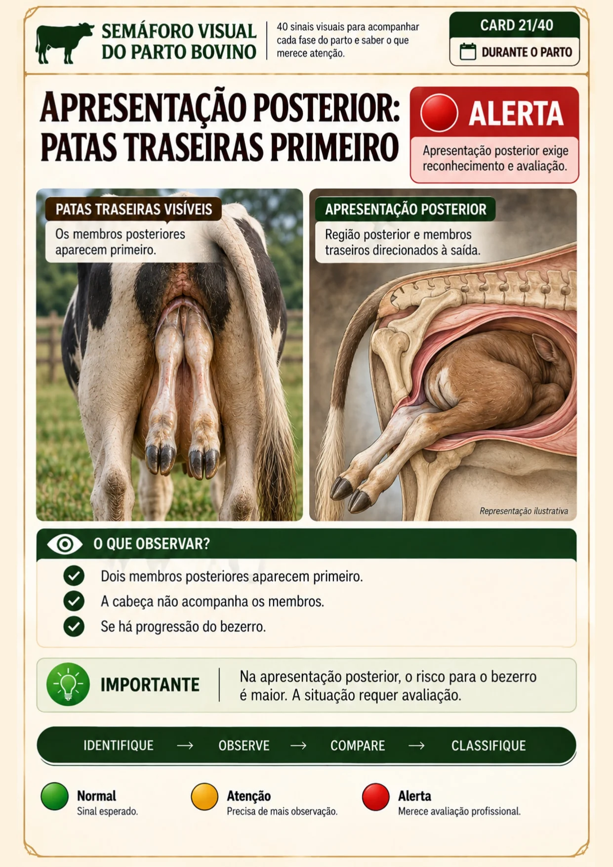 Página interna do Semáforo Visual sobre apresentação posterior com as patas traseiras primeiro, classificada como Alerta