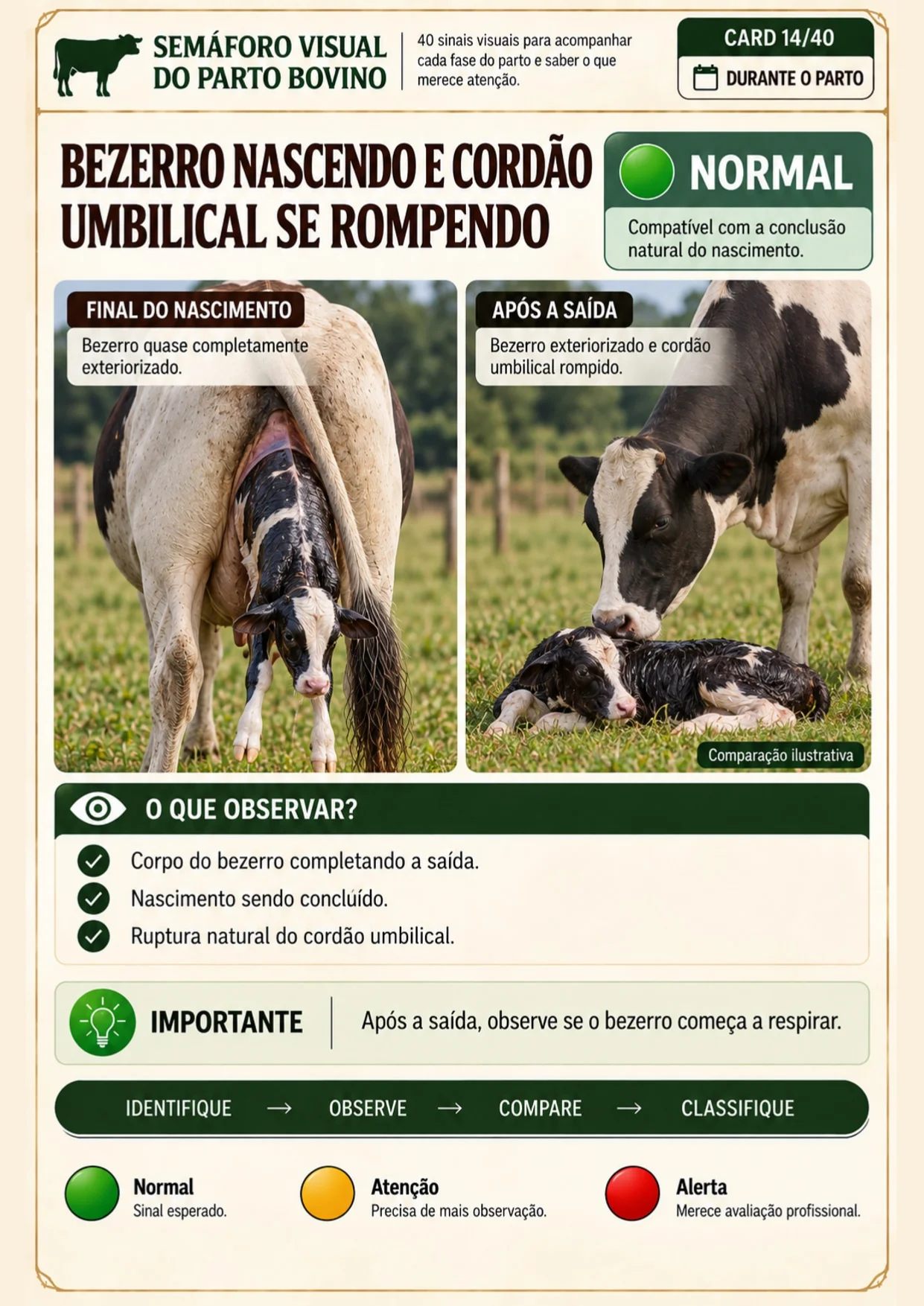 Página interna do Semáforo Visual sobre o nascimento e o rompimento natural do cordão umbilical, classificada como Normal